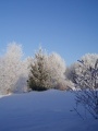 Tojice - zima 2010