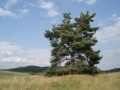 Borovice