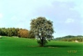 Hruška