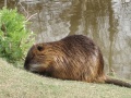 Hřiště 2011 Hřiště 2011